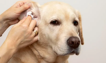 Dog Ear Infection Surgery Cost