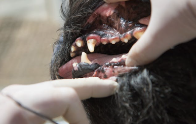 Dog Tooth Abscess Treatment Cost