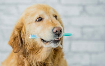 Dog Tooth Extraction Cost in Edmonton