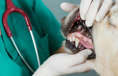 Dog Tooth Extraction cost in Canada