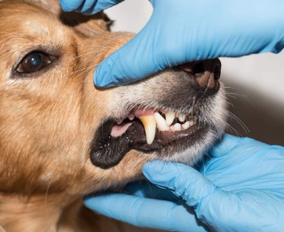 cost of dog teeth cleaning and extraction