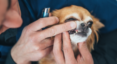 carnassial tooth abscess dog treatment cost