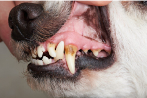 Chihuahua Teeth Removal Cost