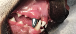 Dog Canine Tooth Crown Cost