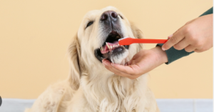 Dog Teeth Cleaning Costs in Melbourne