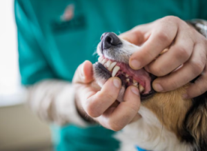 Dog Tooth Extraction Cost with Anesthesia