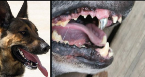 Dog Tooth Implant Cost