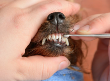 Small Dog Tooth Extraction Cost