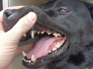 Titanium Teeth for Dogs Cost