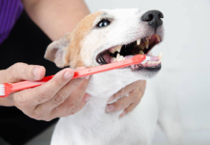 Dog Teeth Cleaning cost in Seattle