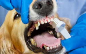 Yorkie Teeth Cleaning Cost