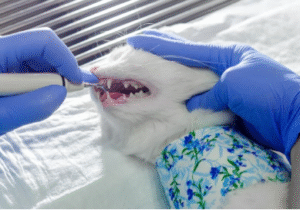 cost for cat dental cleaning